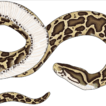 ﻿Burmese pythons in Florida: A synthesis o ...