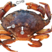 Shell disease dynamics in the non-indigenous ...