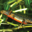 Insights from paedomorphic newts in introduced ...